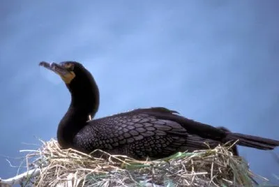 Cormorans à aigrettes