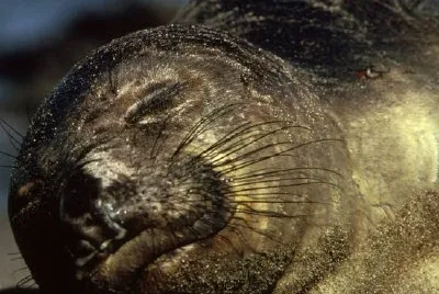 Elephant Seal jigsaw puzzle