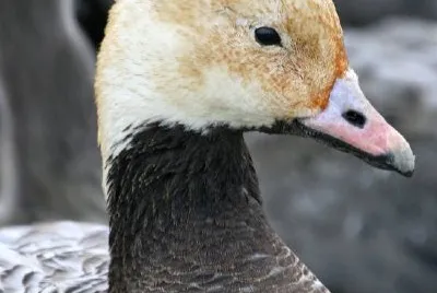 Emperor Goose jigsaw puzzle