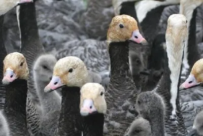 Emperor Goose Round-up jigsaw puzzle