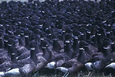 Brant senza volo in trappola