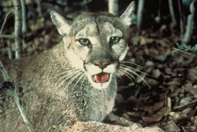 Florida Panther jigsaw puzzle