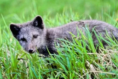 Fox Pup jigsaw puzzle