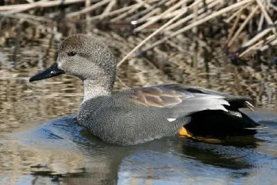 Gadwall Drake jigsaw puzzle