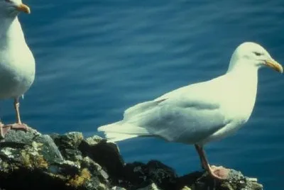 Glaucous Gulls jigsaw puzzle