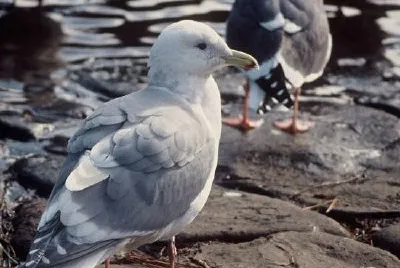 Glaucous-winged Gull jigsaw puzzle