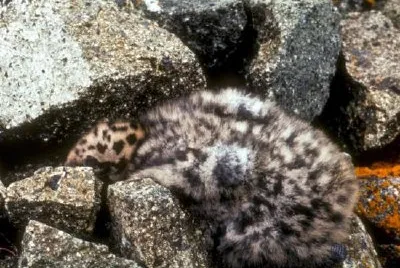 Glaucous-winged Gull Chick jigsaw puzzle