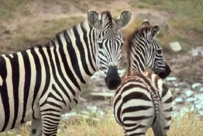 Grants Zebra jigsaw puzzle