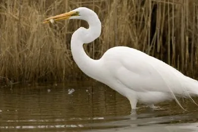 La grande aigrette attrape du poisson