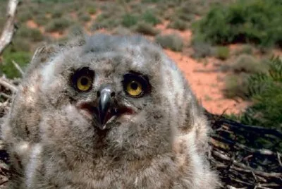 Great Horned Owl (3 weeks) jigsaw puzzle