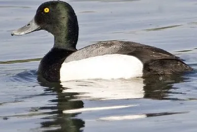 Greater Scaup drake jigsaw puzzle