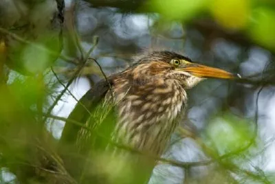 Green-backed heron close-up jigsaw puzzle