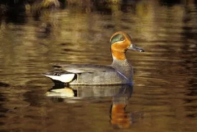 Green-winged Teal jigsaw puzzle