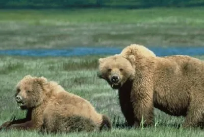 Grizzly Bears jigsaw puzzle