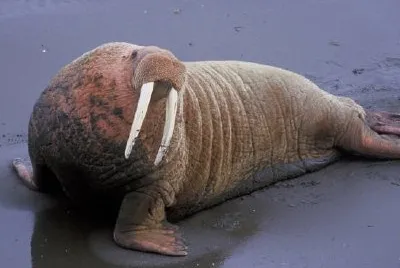 Walrus at Togiak National Wildlife Refuge jigsaw puzzle