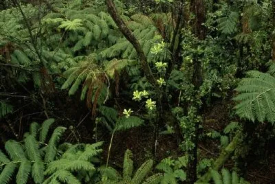 Nationales Wildschutzgebiet des Hakalau-Waldes, Hawaii