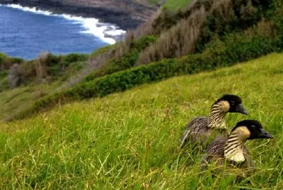 Hawaiian Geese - Nene jigsaw puzzle