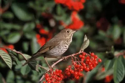 Hermit Thrush jigsaw puzzle