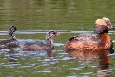 Horned Grebe with Young jigsaw puzzle