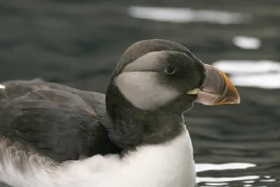 Horned Puffin in Winter Plumage jigsaw puzzle