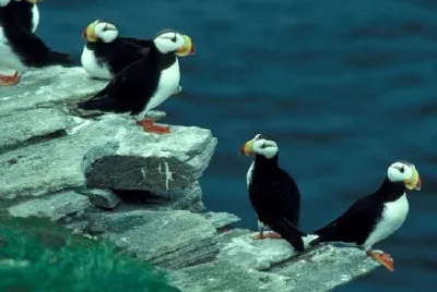 Rogaty Puffin na Wyspie Maskonurów