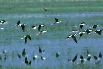 Humbolt Bay National Wildlife Refuge jigsaw puzzle