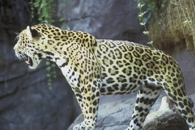 Jaguar jigsaw puzzle