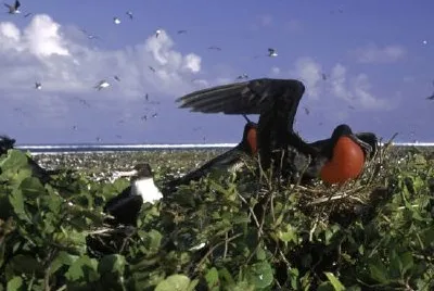 Johnston Island National Wildlife Refuge jigsaw puzzle