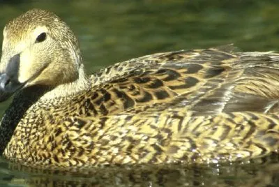 King Eider Hen jigsaw puzzle