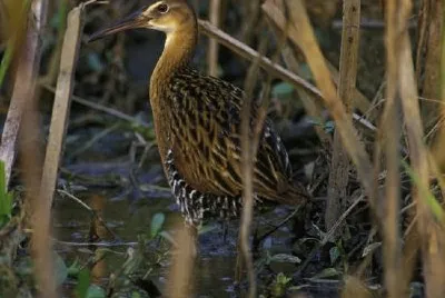 King Rail at Clarence Cannon National Wildlife Refuge jigsaw puzzle