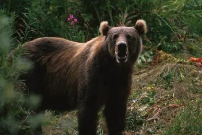 Kodiak Brown Bear jigsaw puzzle