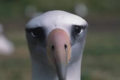 Laysan albatross jigsaw puzzle