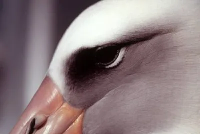 Laysan Albatross Close Up Head Shot jigsaw puzzle