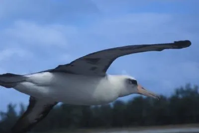 Laysan albatross flying jigsaw puzzle