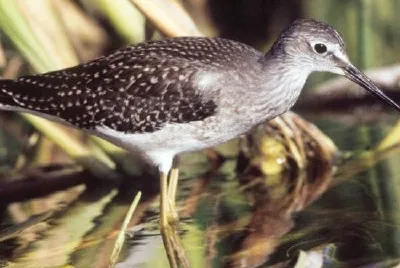 Lesser Yellowlegs in Wetlands jigsaw puzzle