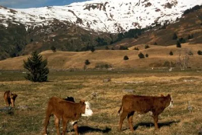 Livestock on Kodiak jigsaw puzzle