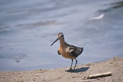 Long-billed Dowitcher jigsaw puzzle