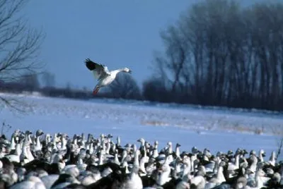 Snow Geese jigsaw puzzle