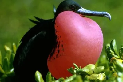 Magnificent Frigate Bird jigsaw puzzle