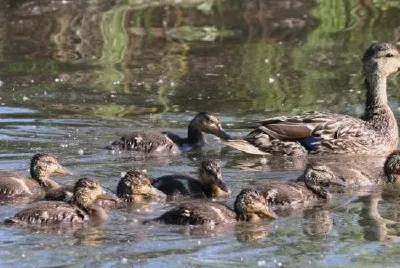 Mallard Brood jigsaw puzzle
