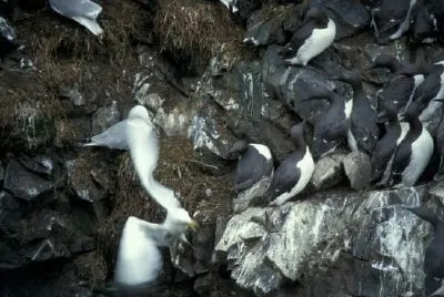 Murres and Kittiwakes jigsaw puzzle