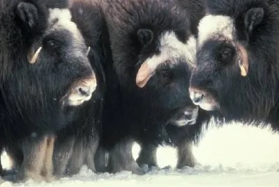 Muskox da vicino sull'isola di Nunivak