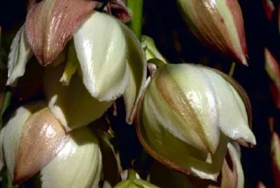 Narrow-leaf Yucca jigsaw puzzle