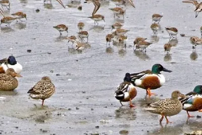Northern Shovelers jigsaw puzzle