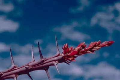 Ocotillo
