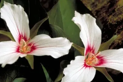 Painted trillium jigsaw puzzle