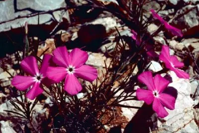 Phlox jigsaw puzzle