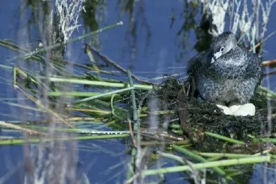 Pied-billed grebe jigsaw puzzle