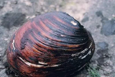 פאזל של ורוד מוקלי ורוד