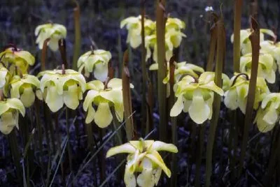 Pitcher Plants jigsaw puzzle
